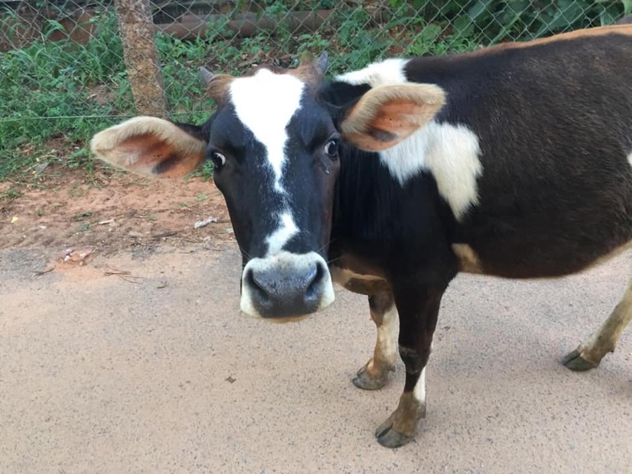 Photographie de la vache Afriquette