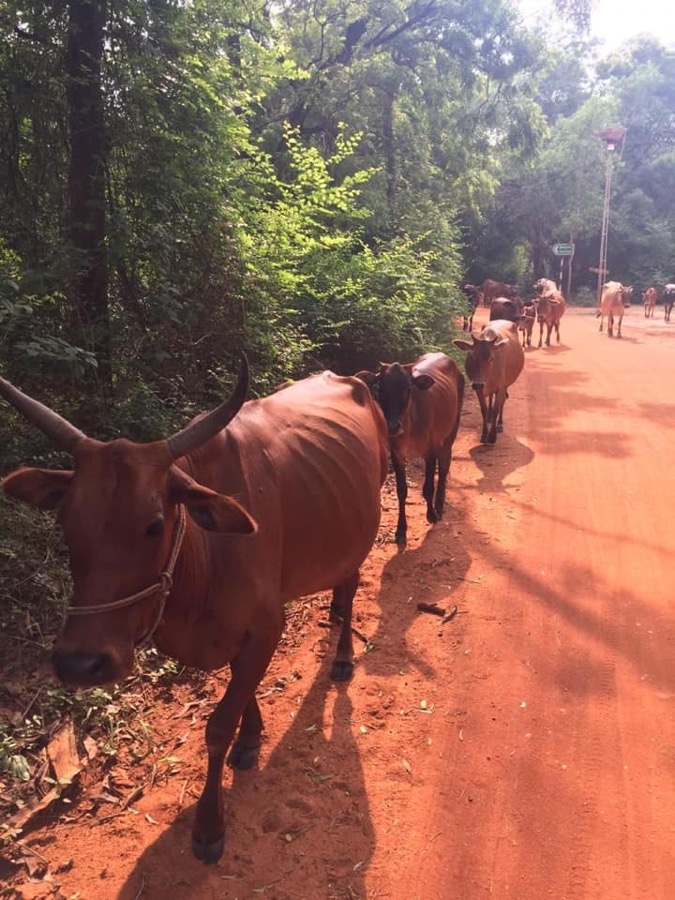 Photographie de la vache Alaqueueleulette