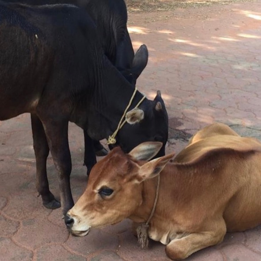 Photographie de la vache Amourette