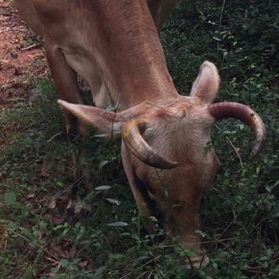 Photographie de la vache Baguette