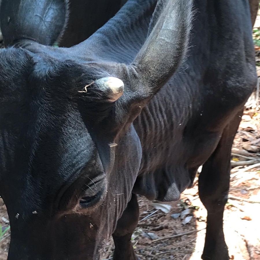 Photographie de la vache Blackmarkette