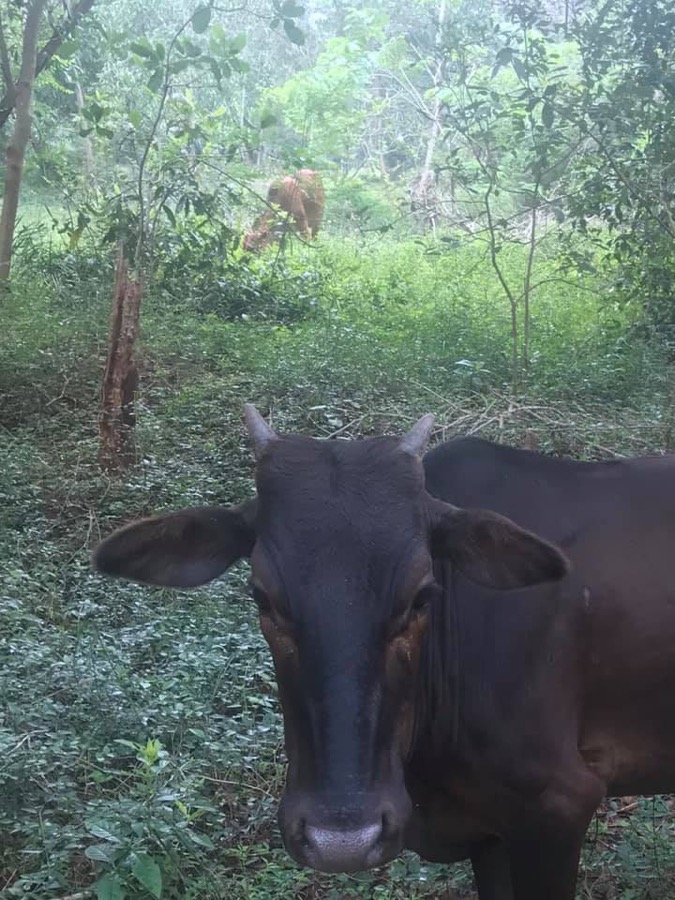 Photographie de la vache Bluesette