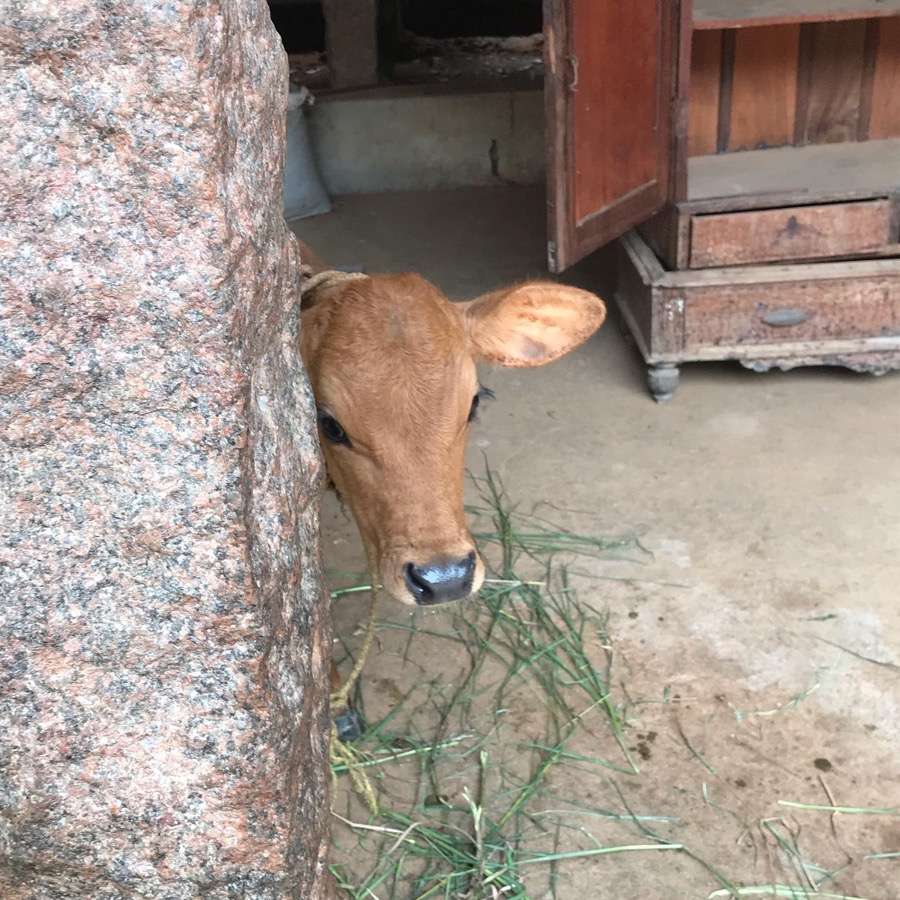 Photographie de la vache Cachette