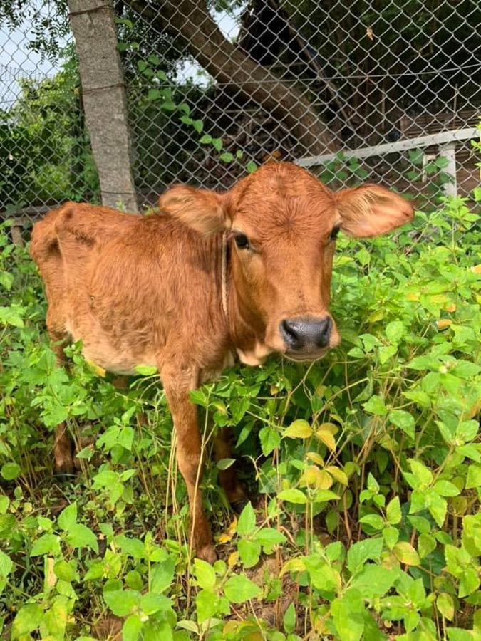 Photographie de la vache Camouflette