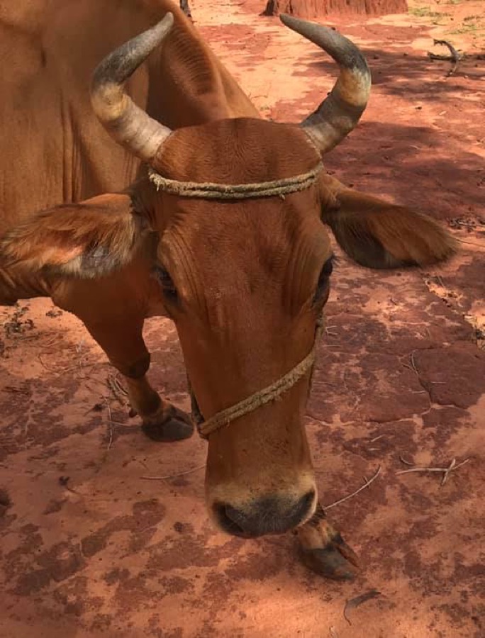Photographie de la vache Causetoujourette