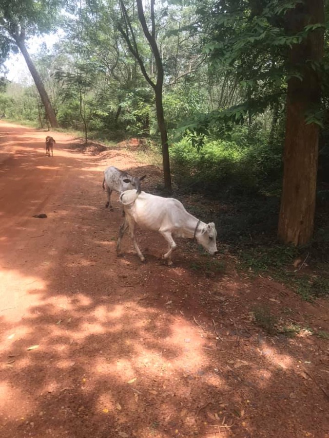 Photographie de la vache Cheminsdetravette