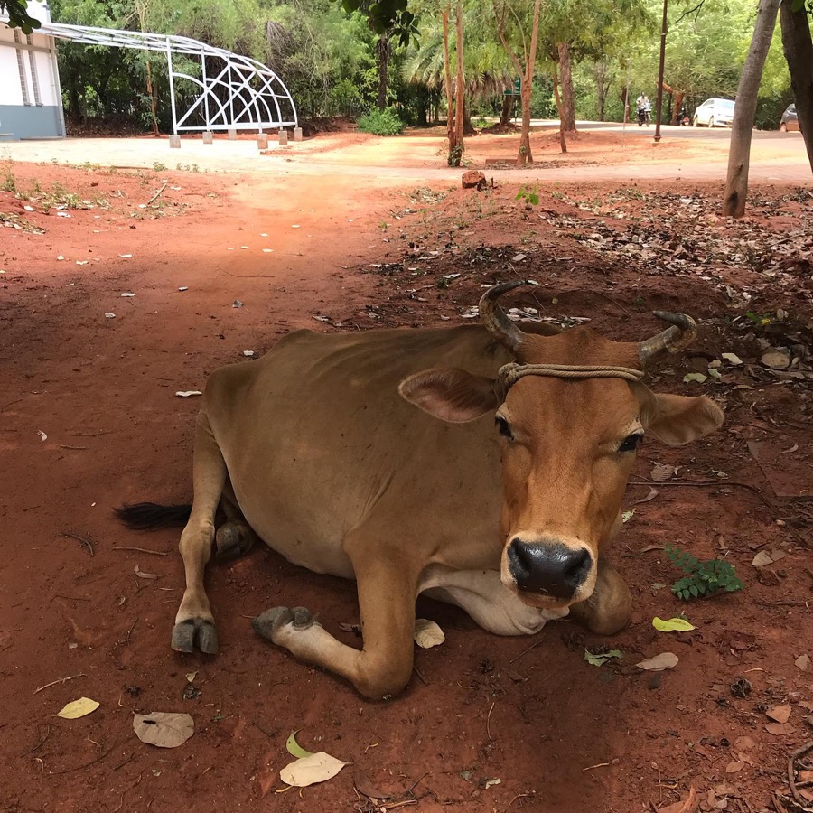 Photographie de la vache Chilounette