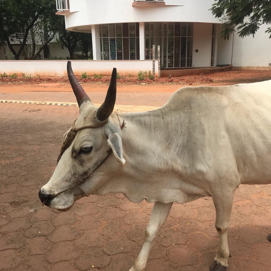 Photographie de la vache Cornette