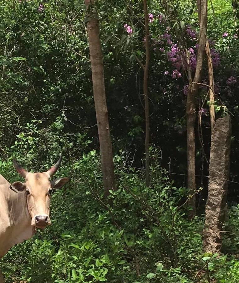 Photographie de la vache Coucoukissette