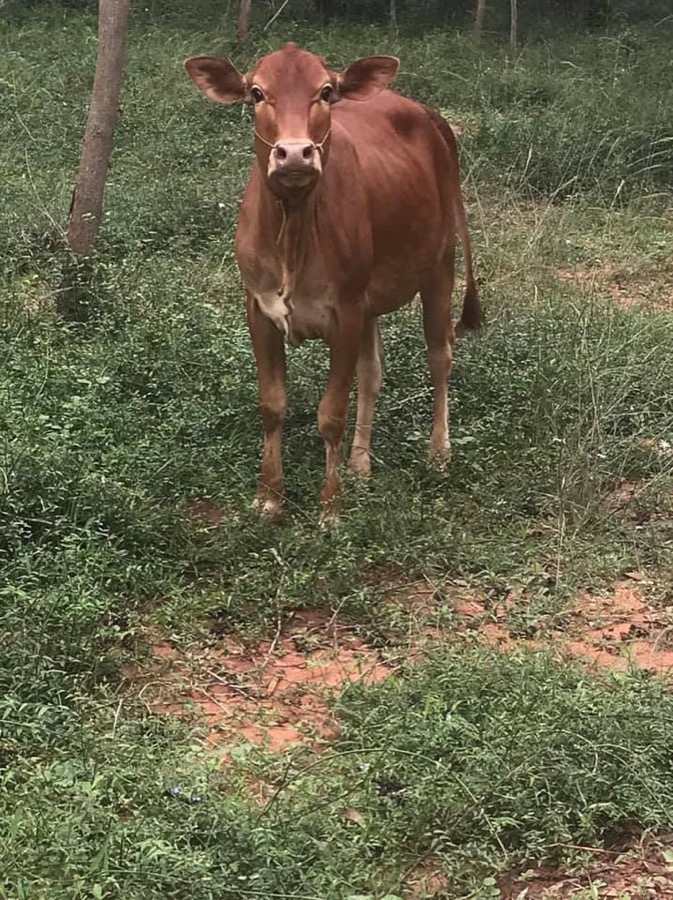 Photographie de la vache Cousinette