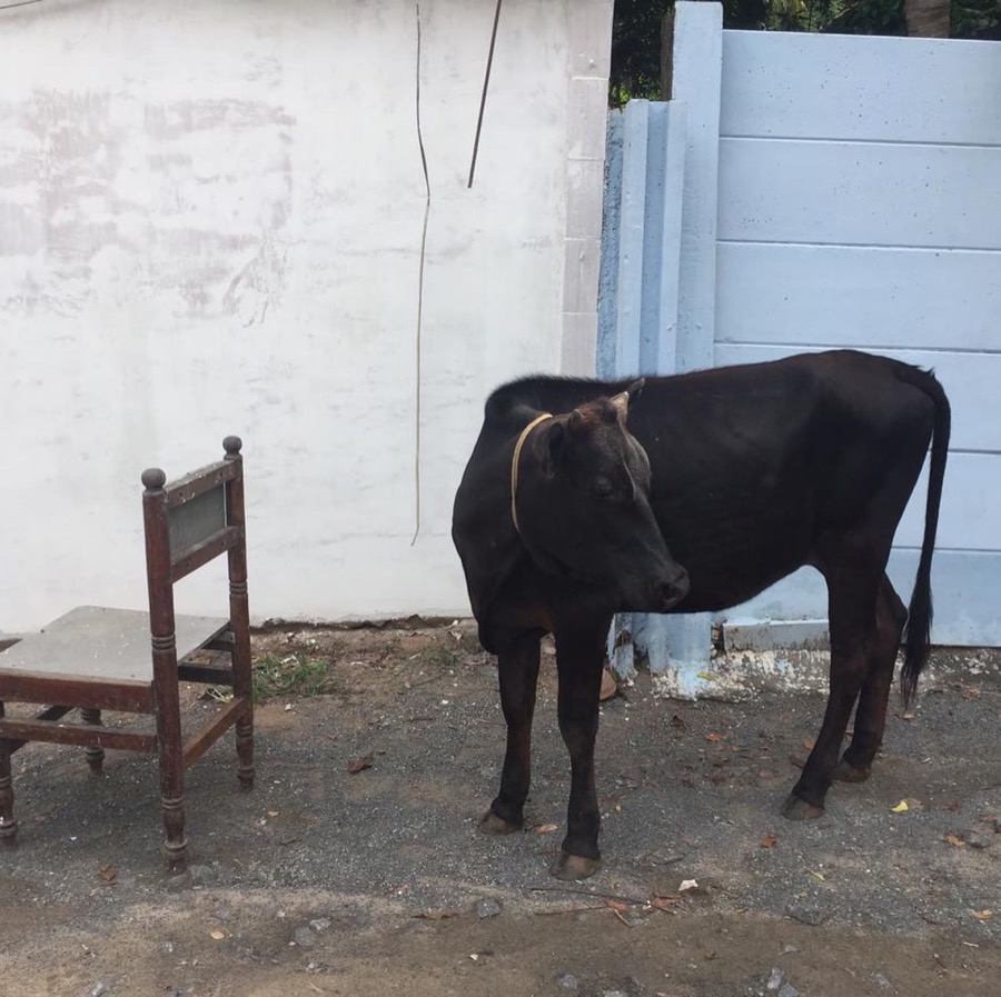 Photographie de la vache Dansecontemporette
