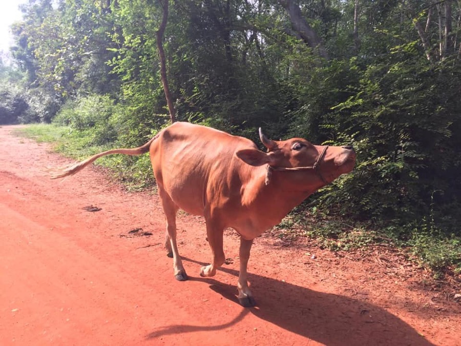 Photographie de la vache Dansledoutette