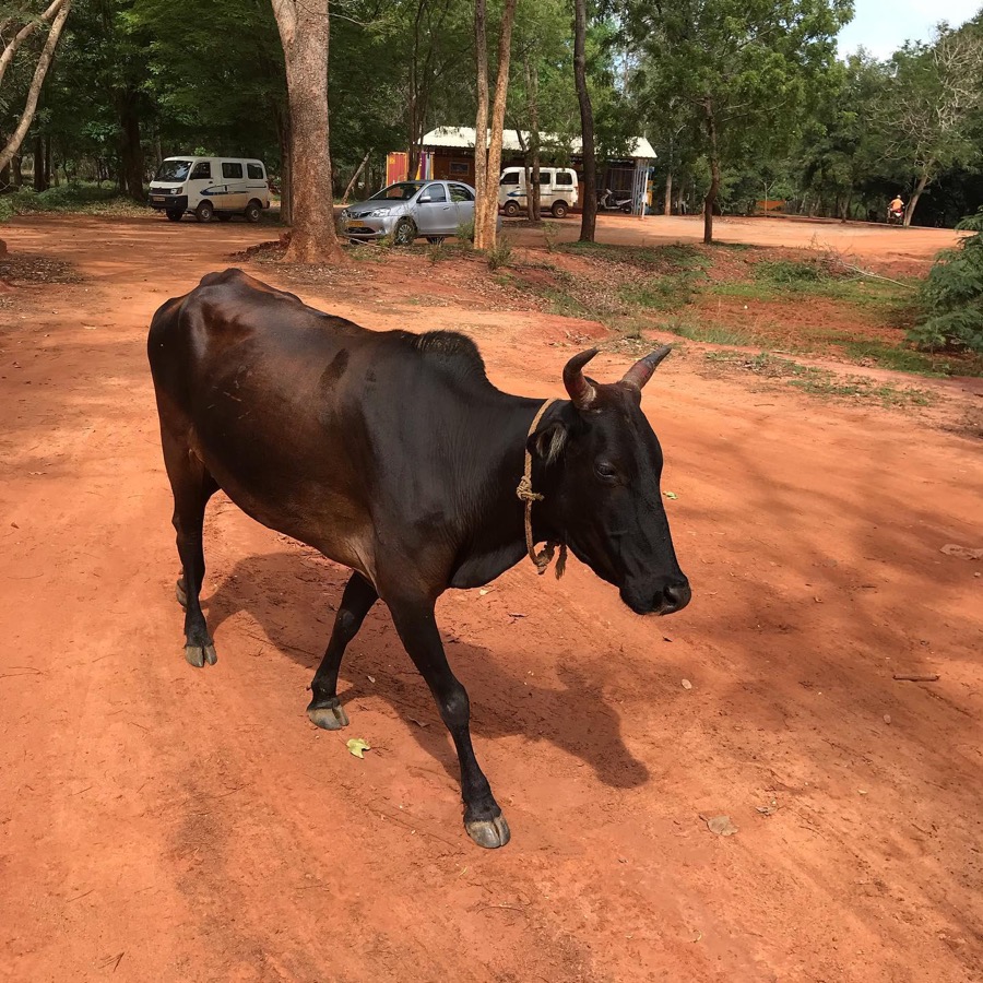 Photographie de la vache Darknette