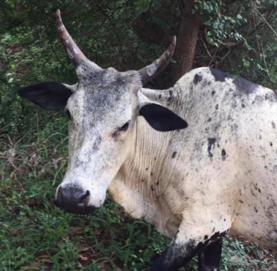 Photographie de la vache Diablette