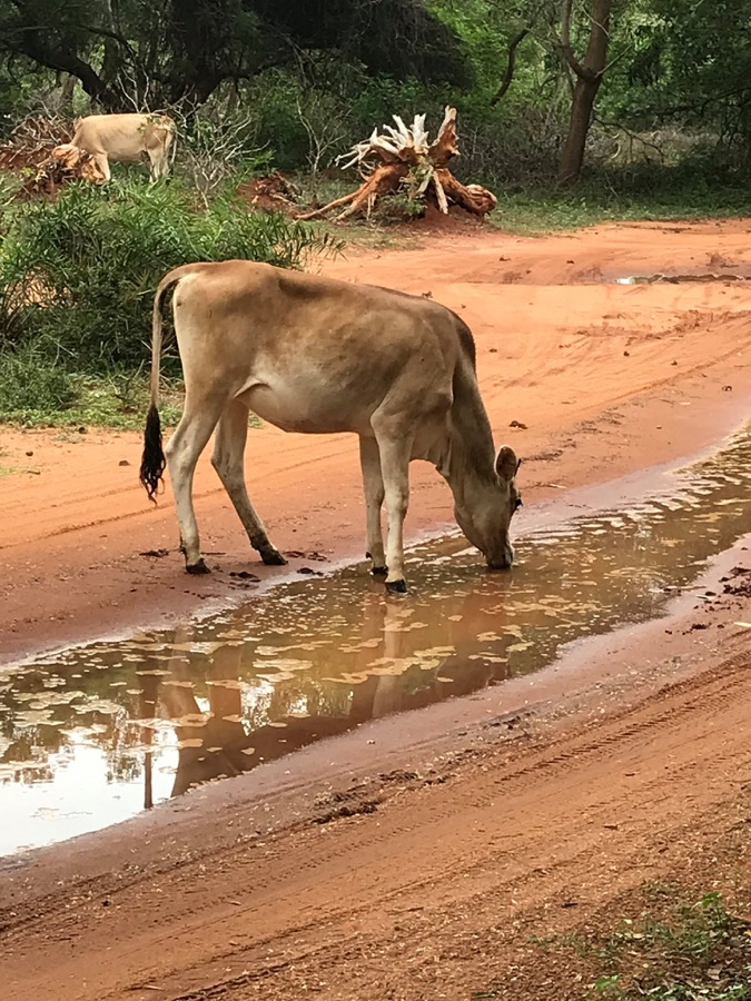 Photographie de la vache Drinkounette