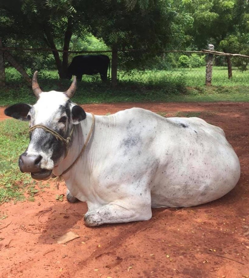 Photographie de la vache Emplettes