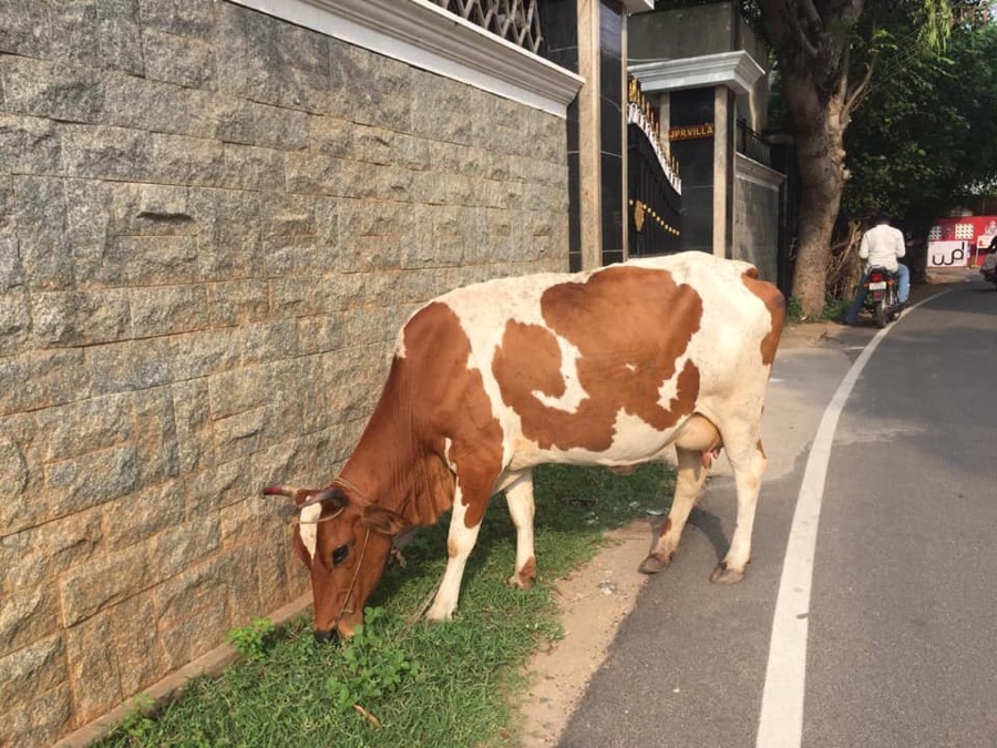 Photographie de la vache Europette