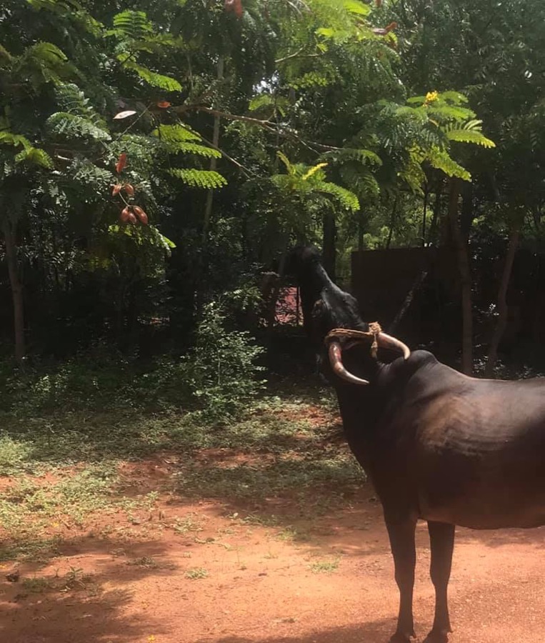 Photographie de la vache Evette