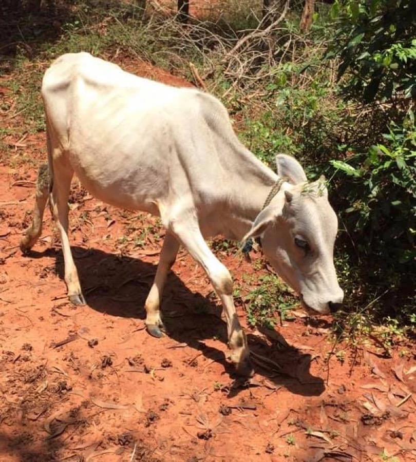Photographie de la vache Foumoilapette