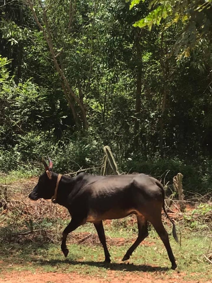 Photographie de la vache Galopette