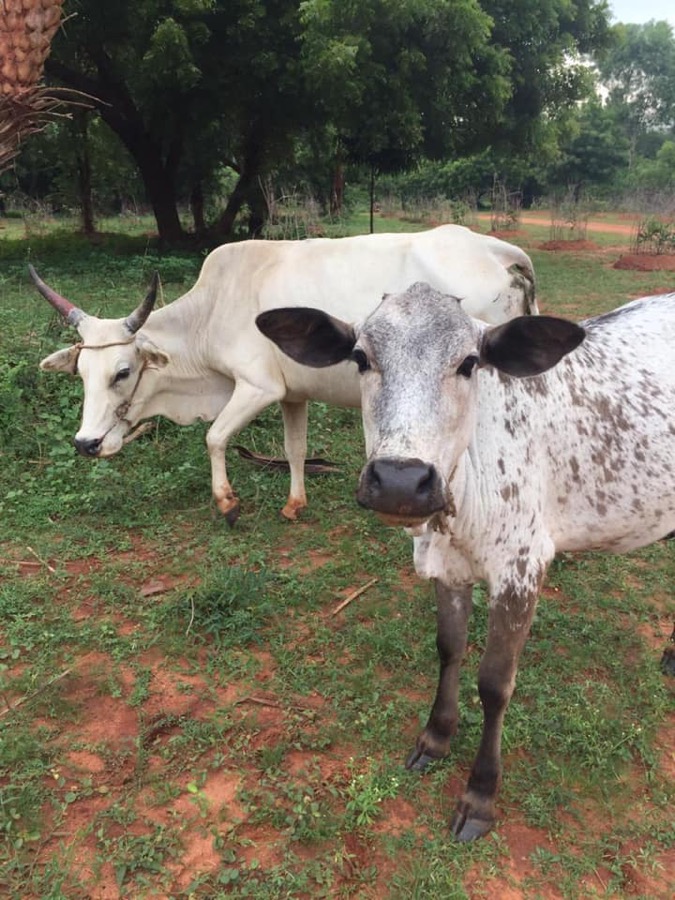 Photographie de la vache Gillette