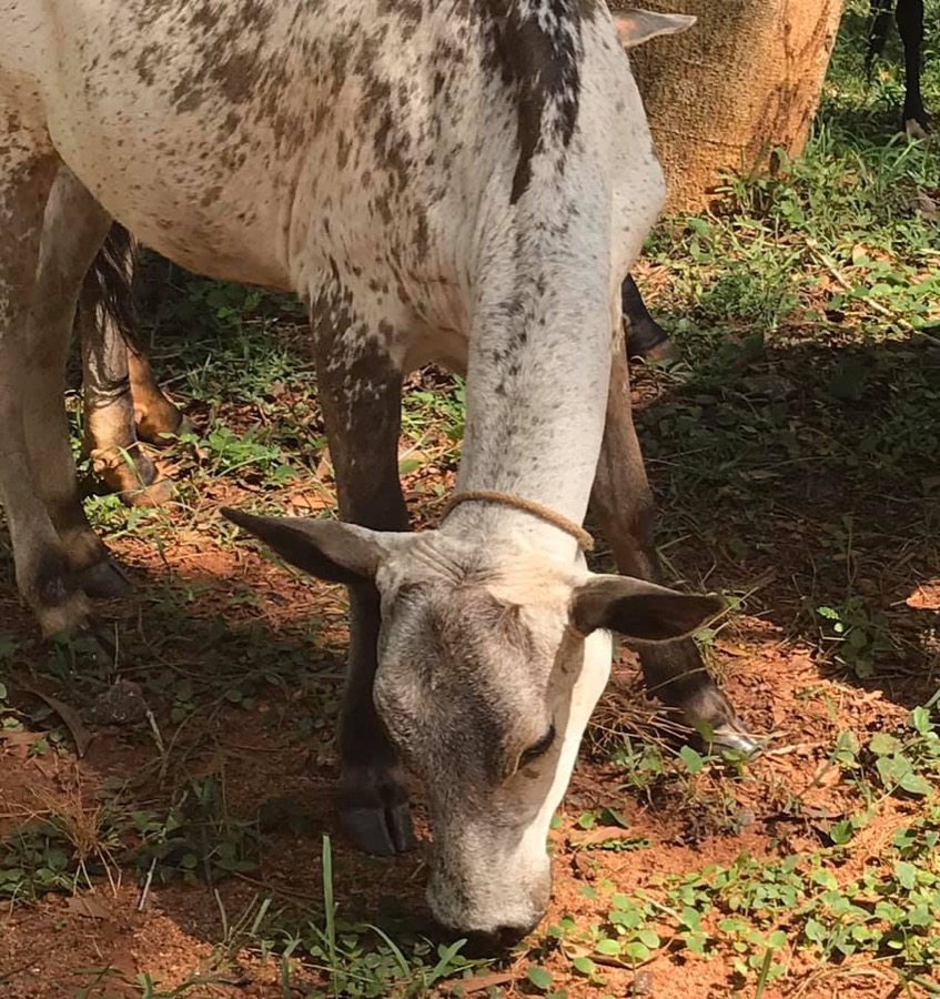 Photographie de la vache Girafette