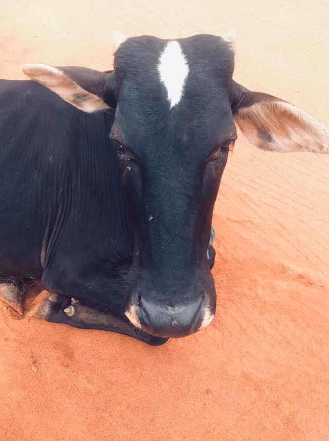 Photographie de la vache Grassematinette