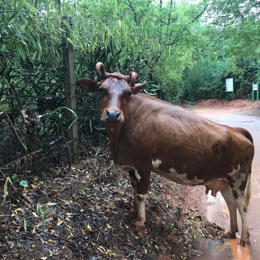 Photographie de la vache Grimpette