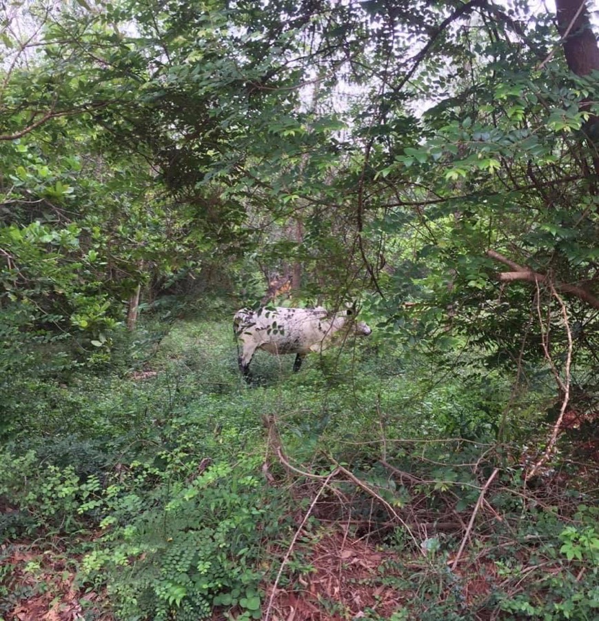 Photographie de la vache Intothewildette