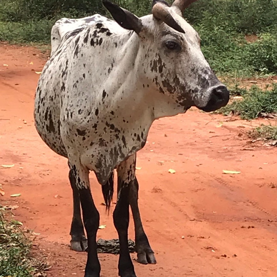 Photographie de la vache Jamesinette