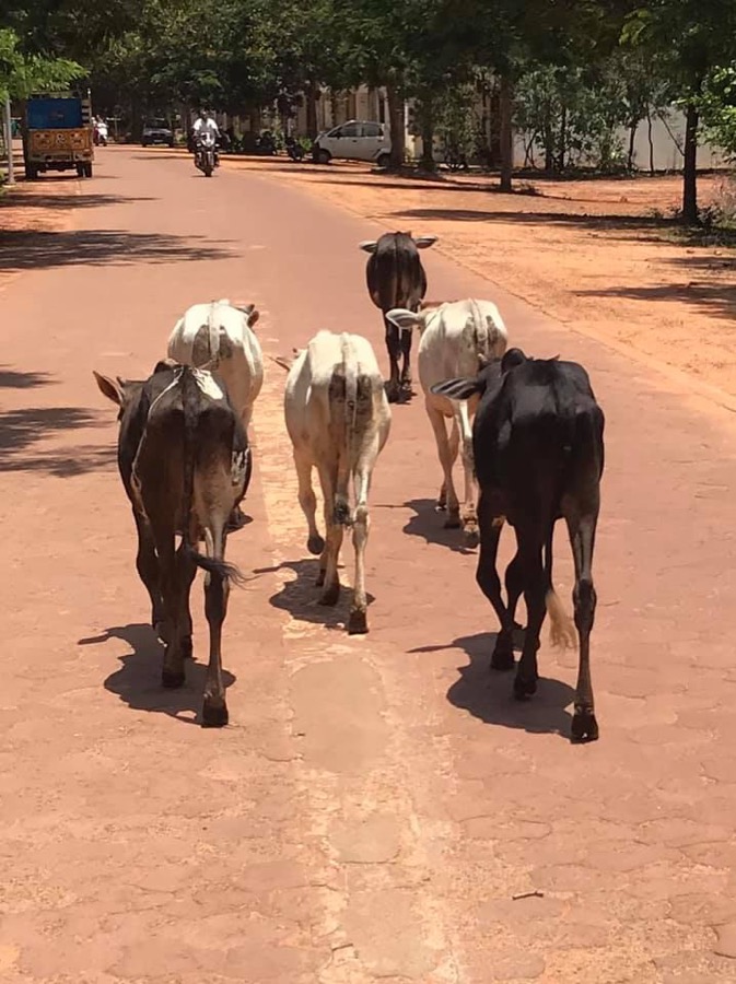 Photographie de la vache Les rockettes