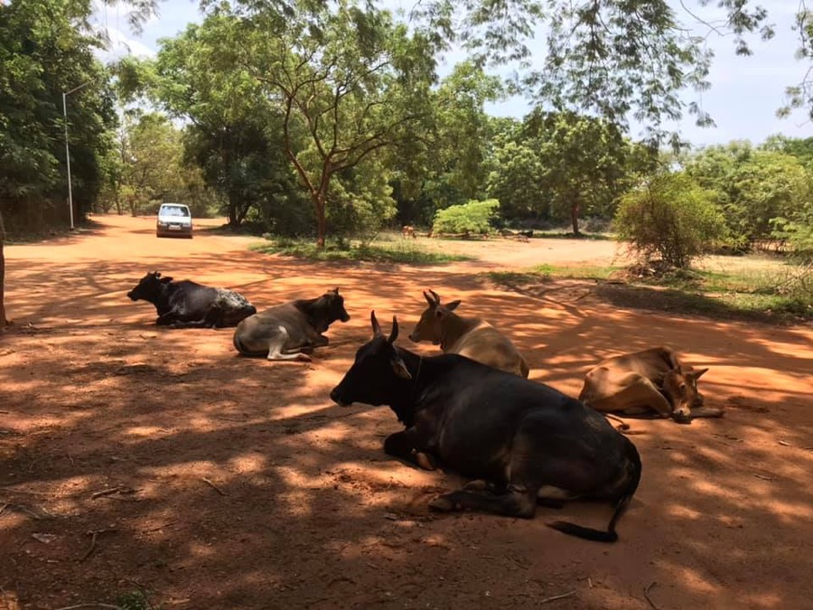 Photographie de la vache Les strikettes