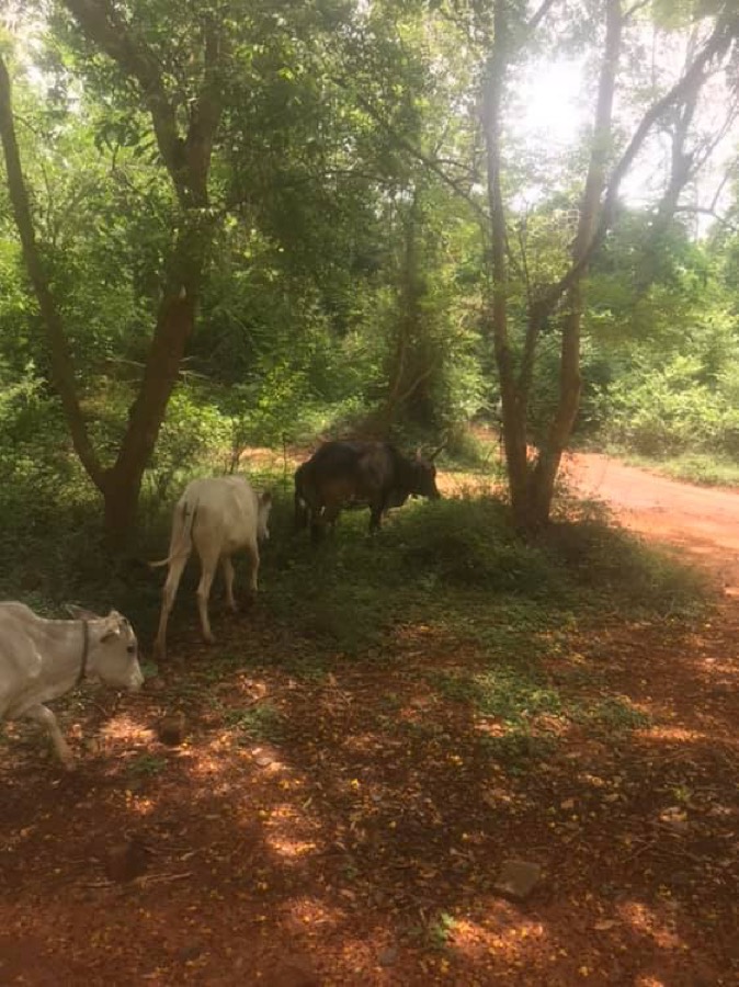 Photographie de la vache Letswalkintheforettes