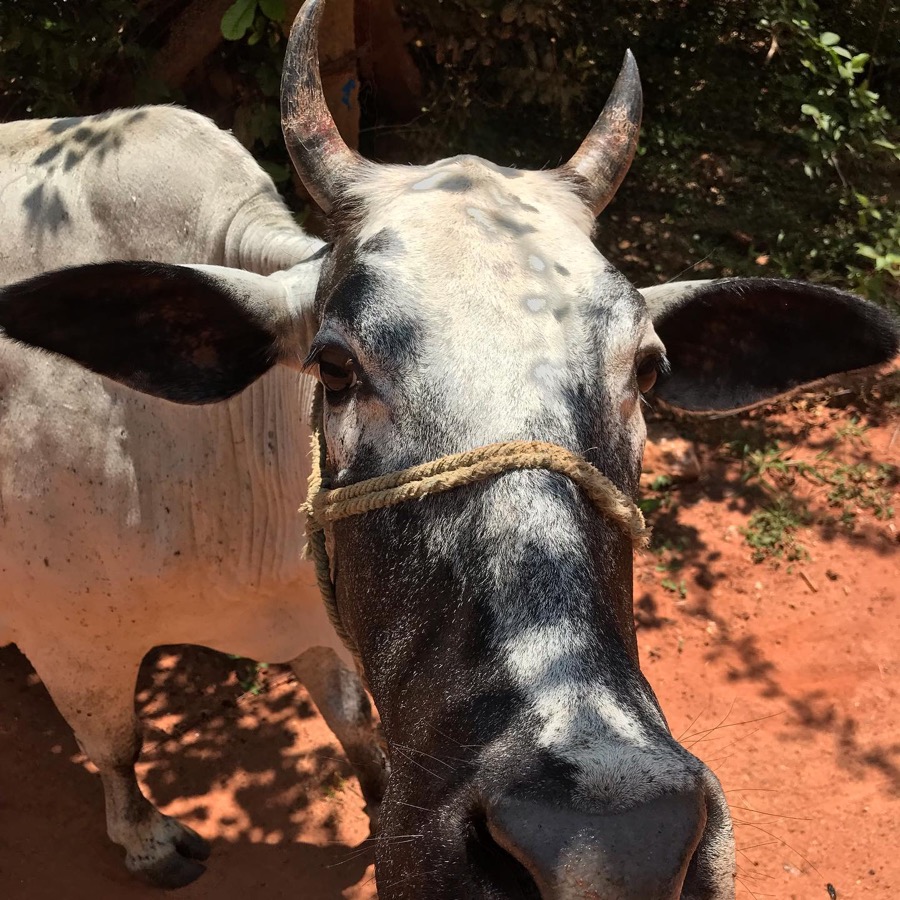 Photographie de la vache Melomanette