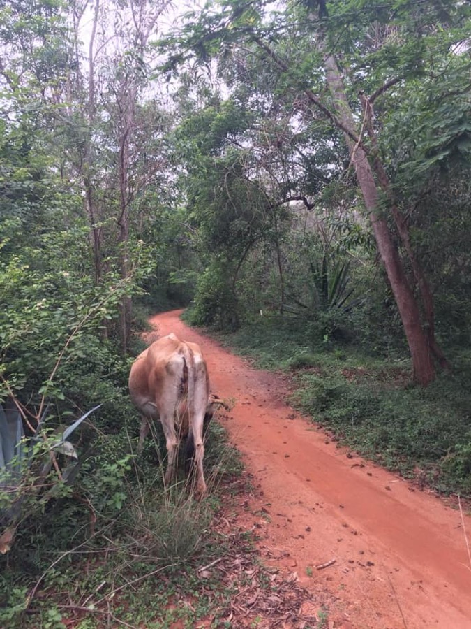 Photographie de la vache Monculcestdupoulette