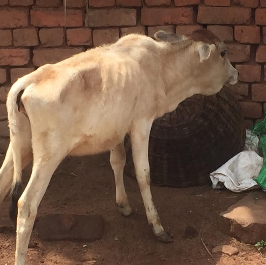 Photographie de la vache Murette