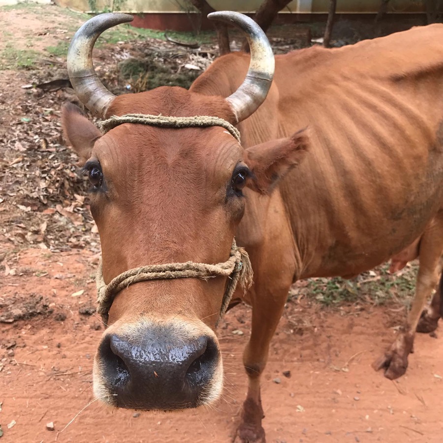 Photographie de la vache Muselette