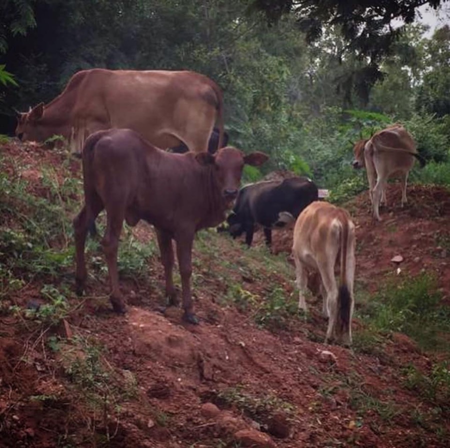 Photographie de la vache Offroadettes
