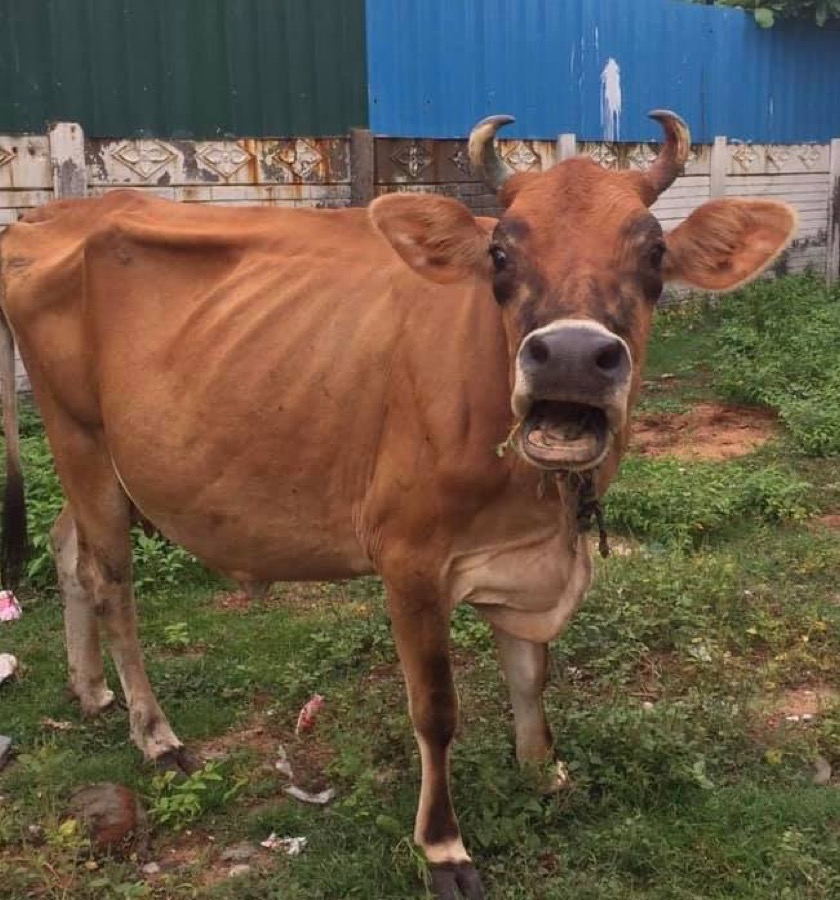Photographie de la vache Offusquette