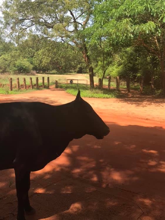 Photographie de la vache Ombrette