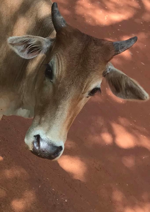 Photographie de la vache Onetwoonetwotette