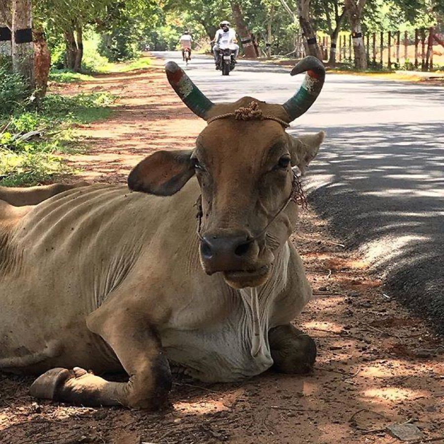 Photographie de la vache Oreillette