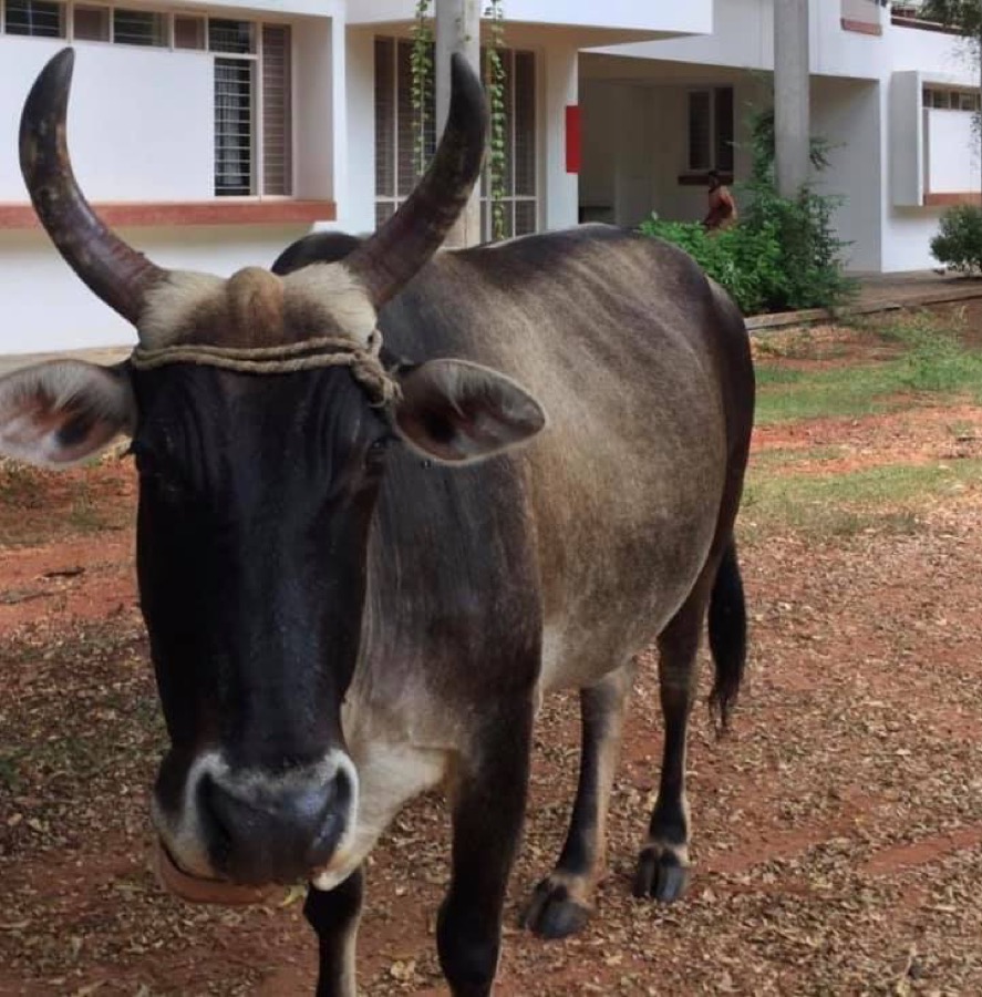 Photographie de la vache Panette