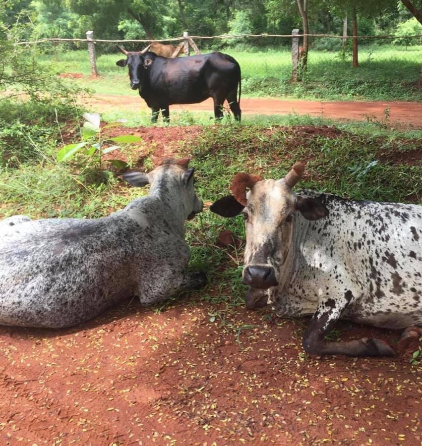 Photographie de la vache Patripette