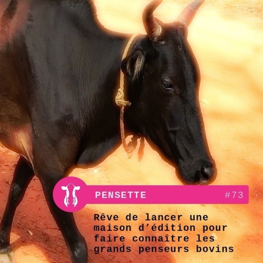Photographie de la vache Pensette