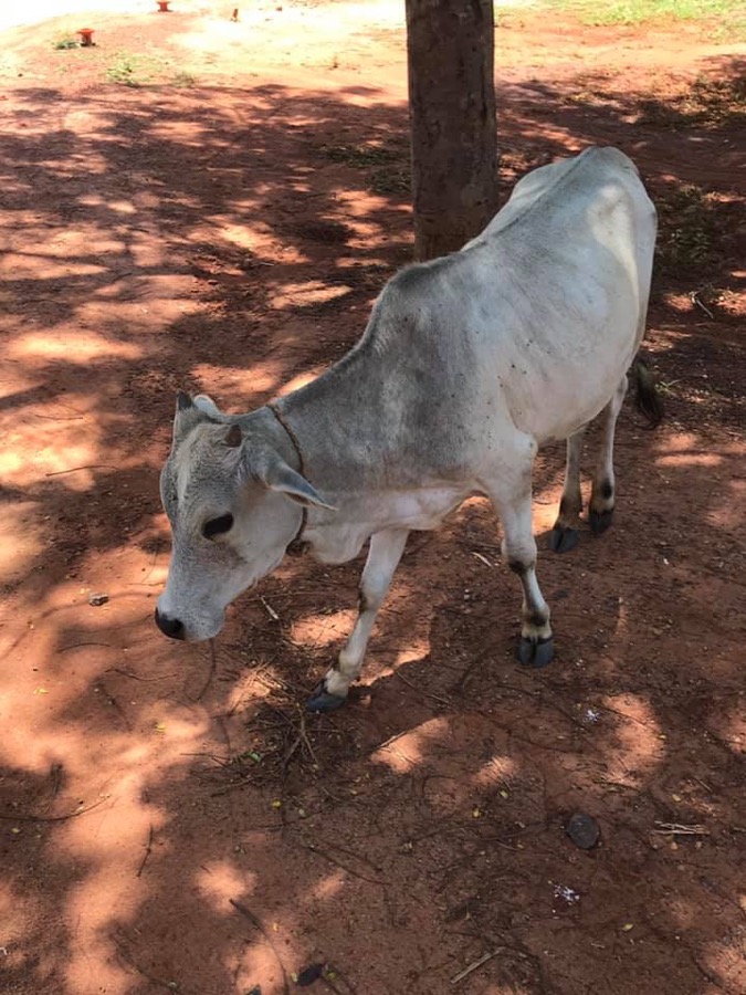 Photographie de la vache Pensivette