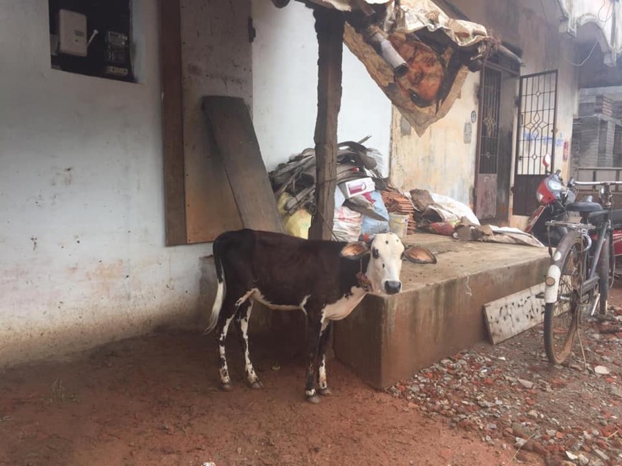 Photographie de la vache Pitchounette