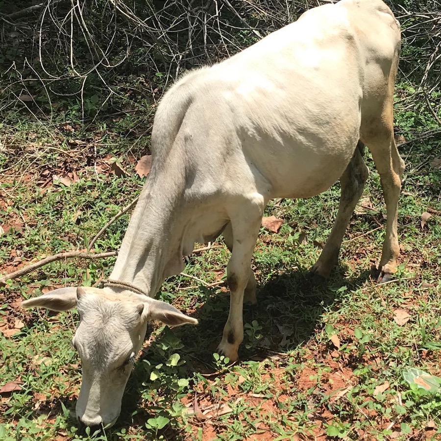 Photographie de la vache Radinette