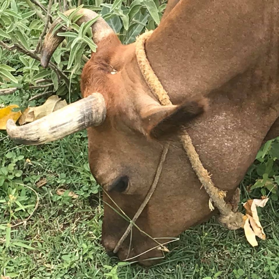 Photographie de la vache Ralamoquette