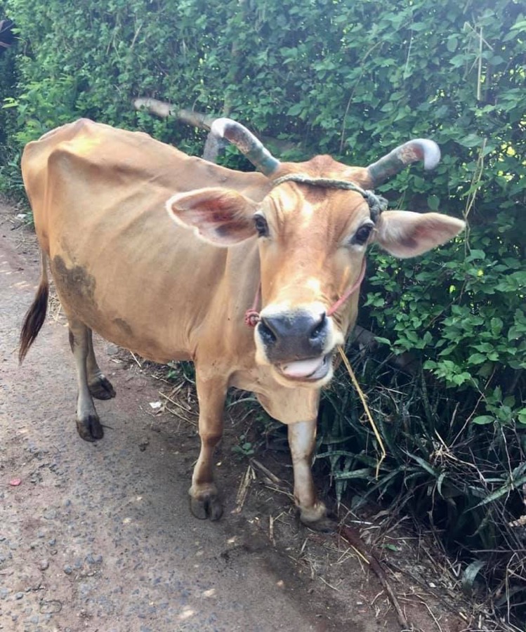 Photographie de la vache Rigolette